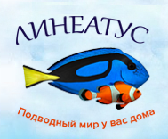 Линеатус